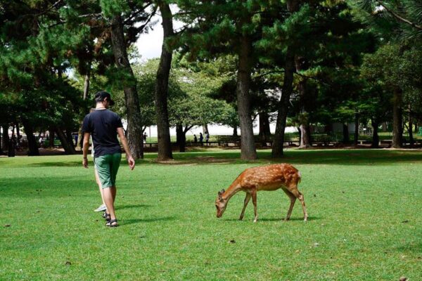 japan_nara