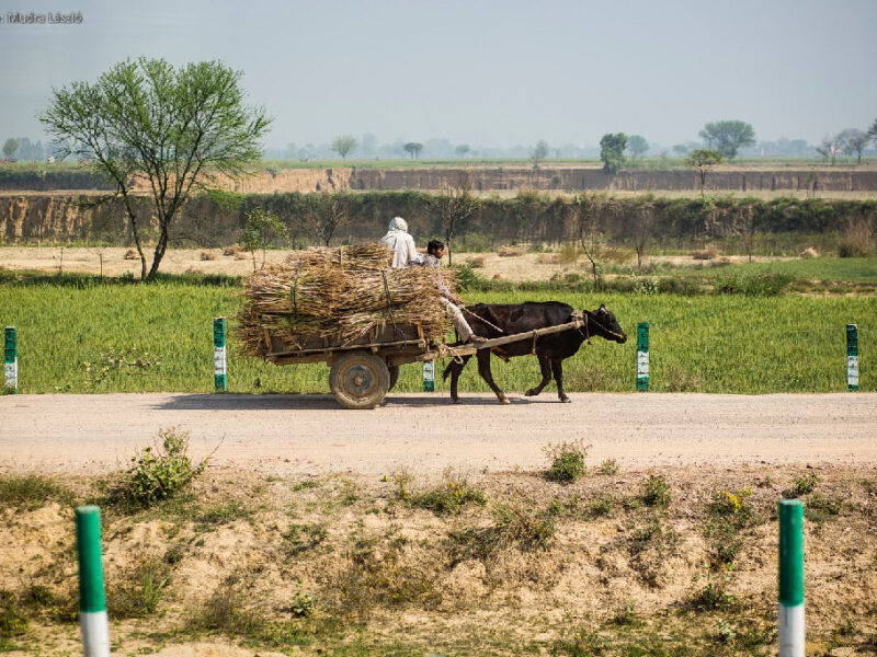 karádi csaba india (2)