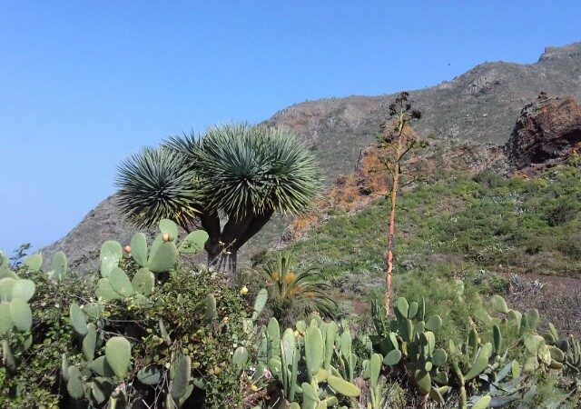 Tenerife